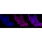 KD-Validated CDC25C Rabbit mAb (20 μl)