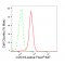 KD-Validated CDC16 Rabbit mAb (20 μl)