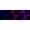 KD-Validated CDC16 Rabbit mAb (20 μl)