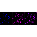 KD-Validated CDC23 Rabbit mAb (20 μl)