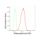 KD-Validated CD99 Rabbit mAb (20 μl)
