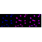 KD-Validated ABCG2 Rabbit mAb (20 μl)