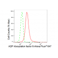 KD-Validated ARF6 Rabbit mAb (20 μl)