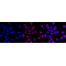 KD-Validated ARF6 Rabbit mAb (20 μl)