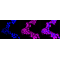 KD-Validated ATP2A2 Rabbit mAb (20 μl)