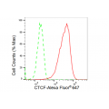 KD-Validated CTCF Rabbit mAb (20 μl)
