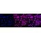 KD-Validated CTCF Rabbit mAb (20 μl)