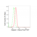 KD-Validated CAPN1 Rabbit mAb (20 μl)