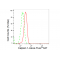 KD-Validated CAPN1 Rabbit mAb (20 μl)