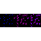 KD-Validated CAPN1 Rabbit mAb (20 μl)