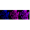 KD-Validated DHFR Rabbit mAb (20 μl)