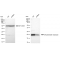 KD-Validated DHFR Rabbit mAb (20 μl)