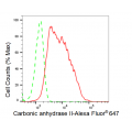 KD-Validated CA2 Rabbit mAb (20 μl)