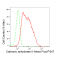 KD-Validated CA2 Rabbit mAb (20 μl)