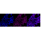 KD-Validated CA2 Rabbit mAb (20 μl)