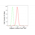 KD-Validated CAPN2 Rabbit mAb (20 μl)