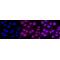 KD-Validated CAPN2 Rabbit mAb (20 μl)