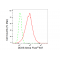 KD-Validated DDX5 Rabbit mAb (20 μl)