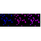 KD-Validated DDX5 Rabbit mAb (20 μl)