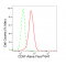 KD-Validated CD97 Rabbit mAb (20 μl)