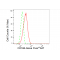 KD-Validated CD166 Rabbit mAb (20 μl)