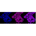 KD-Validated CLGN Rabbit mAb (20 μl)
