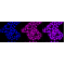 KD-Validated CLGN Rabbit mAb (20 μl)