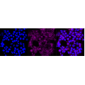 KD-Validated CLGN Rabbit mAb (20 μl)