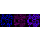 KD-Validated CLGN Rabbit mAb (20 μl)