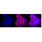 KD-Validated CLIC4 Rabbit mAb (20 μl)