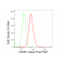 KD-Validated CSDE1 Rabbit mAb (20 μl)