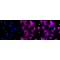 KD-Validated CSDE1 Rabbit mAb (20 μl)