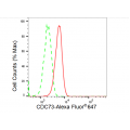KD-Validated CDC73 Rabbit mAb (20 μl)