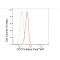 KD-Validated CDC73 Rabbit mAb (20 μl)