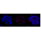 KD-Validated CSE1L Rabbit mAb (20 μl)