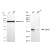 KD-Validated ABHD5 Rabbit mAb (20 μl)