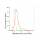 KD-Validated ANP32B Rabbit mAb (20 μl)