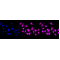 KD-Validated ANP32B Rabbit mAb (20 μl)
