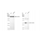 KD-Validated ANP32B Rabbit mAb (20 μl)