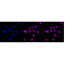 KD-Validated ALPI Rabbit mAb (20 μl)