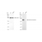 KD-Validated ALPI Rabbit mAb (20 μl)