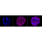 KD-Validated COX IV Rabbit mAb (20 μl)