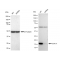 KD-Validated COX IV Rabbit mAb (20 μl)