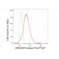 KD-Validated ARHGEF2 Rabbit mAb (20 μl)