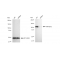 KD-Validated ARHGEF2 Rabbit mAb (20 μl)