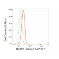 KD-Validated BCAR1 Rabbit mAb (20 μl)