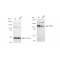 KD-Validated BCAR1 Rabbit mAb (20 μl)
