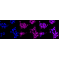 KD-Validated APBB1 Rabbit mAb (20 μl)