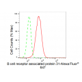 KD-Validated BCAP31 Rabbit mAb (20 μl)