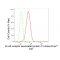 KD-Validated BCAP31 Rabbit mAb (20 μl)